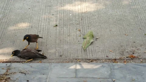 Dead myna bird Vídeo Stock 130484055