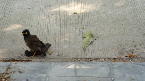 Dead myna bird Stockbeeldmateriaal 130484104