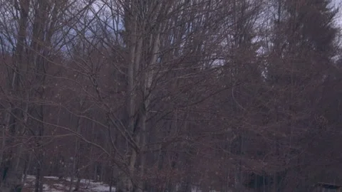 Dead nature Stock Footage 137641315