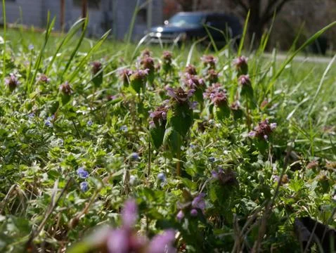 Dead nettle flower stalks close-up in grass with truck parked in the distance Stock Photos