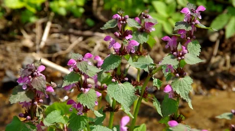 Dead nettle Stock Footage 37318821