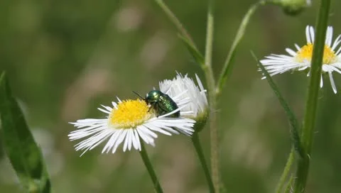 Dead-Nettle Leaf Beetle, Chrysolina fastuosa Video stock 11205867