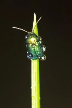 Dead-nettle Leaf Beetle close-up / Chrysolina fastuosa Stock Photos