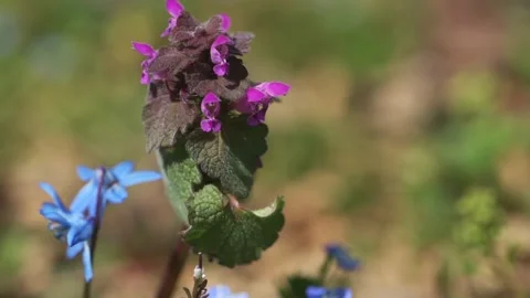 Dead-nettle or purple lamio, deadnettle is a medicinal spring wild plant Stock Footage 154355887