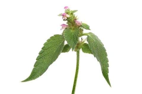 Dead nettle Stock Photos