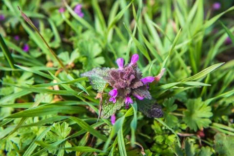 Dead-nettle plant Stock Photos