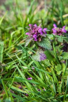 Dead-nettle plant Stock Photos
