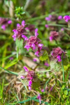 Dead-nettle plant Stock Photos