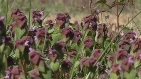 Dead nettle stalks and flowers close-up Stock Photos