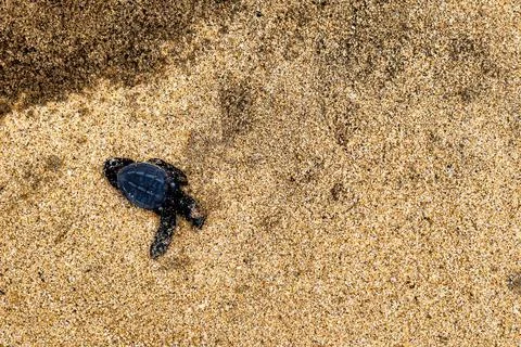 Dead newborn turtle in the sand with copyspace Stock Photos