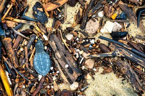 Dead newborn turtle in the sand with copyspace Stock Photos