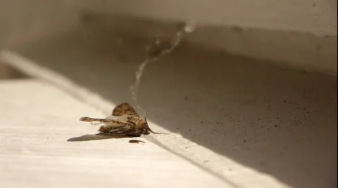 Dead Night Moth In Web On A Windowsill Stock Footage 65774127