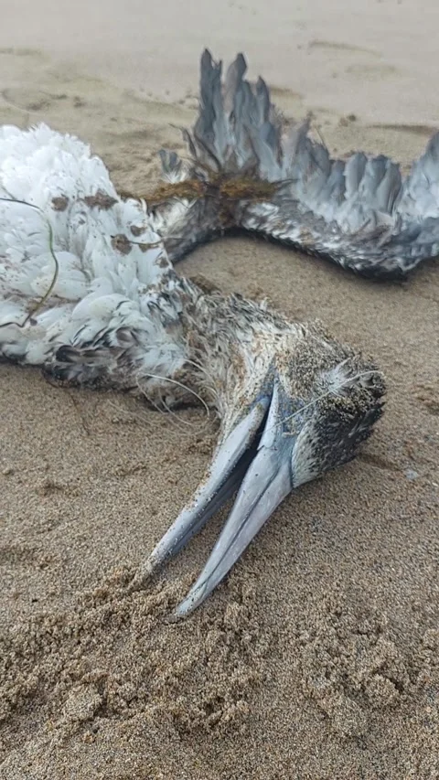 Dead Northern Gannet Stranded on Coastal Beach Sand Vídeo Stock 344489957