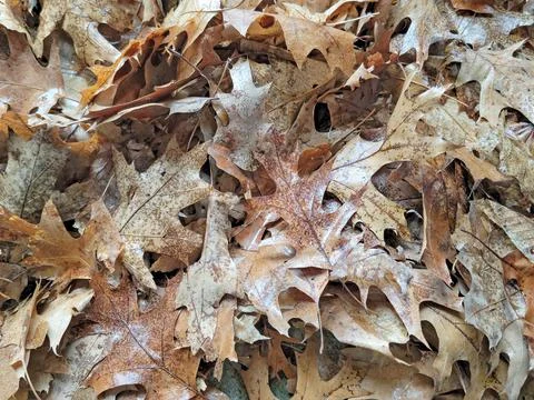 Dead Oak Leaves Stock Photos