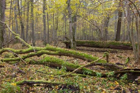 Dead oak lying moss wrapped among deciduous trees in summer,Bialowieza Forest Stock Photos