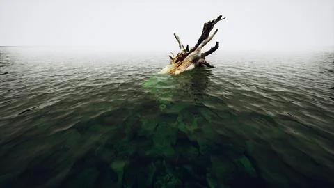 Dead oak tree in the Atlantic Ocean water Stock Illustration