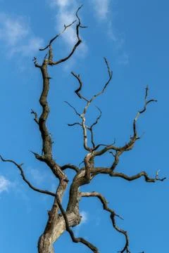 Dead oak tree branch against blue sky vertical image Stock Photos