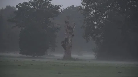 Dead Oak Tree in the Fog Video stock 68927466