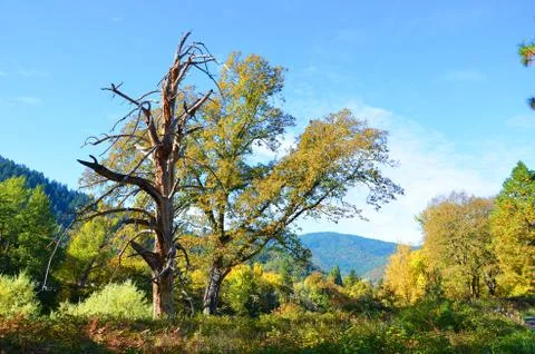 Dead oak tree Stock Photos