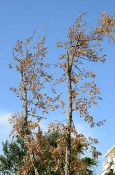 Dead oak tree Stock Photos
