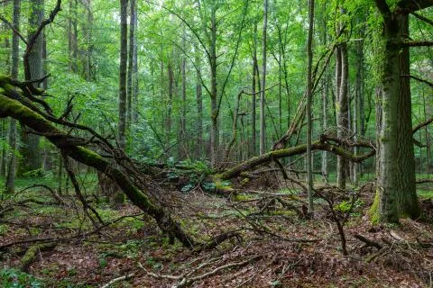 Dead oakbranches lying moss wrapped among deciduous trees in summer,Bialowiez Foto stock