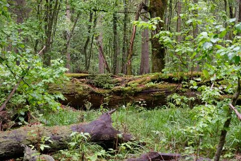 Dead oaks lying side by side moss wrapped among deciduous trees in summer, Bi Stock Photos