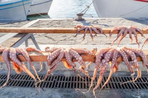 Dead octopus drying in the sun Stock Photos