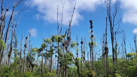 Dead Ohia trees, Puna district, Hawaii, USA Video stock 170679765