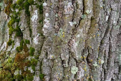 Dead old dry tree. bark and moss close-up. Stock Photos