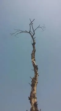 Dead old long tree Stock Photos