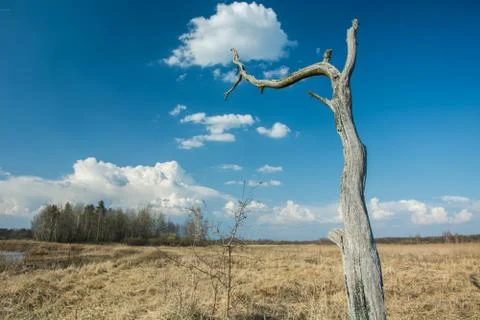 Dead old tree in dry grass, horizon and white clouds on blue sky Stock Photos