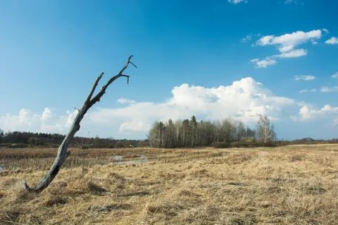 Dead old tree in dry meadow, horizon and white clouds on blue sky Stock Photos