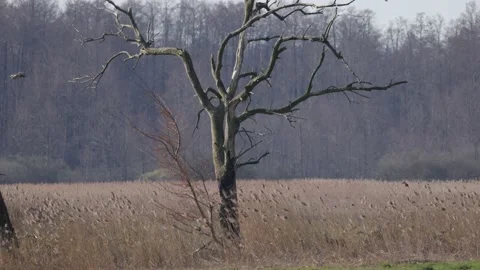 Dead old tree in the meadow, 4K slomo Stock Footage 176190422