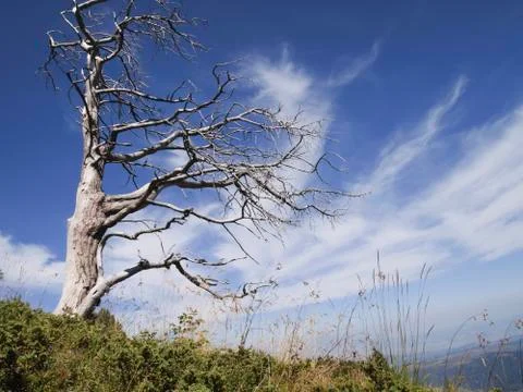 Dead old tree spreading its branches towards the sky Stock Photos