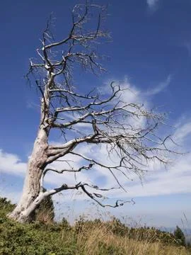 Dead old tree spreading its branches towards the sky Stock Photos