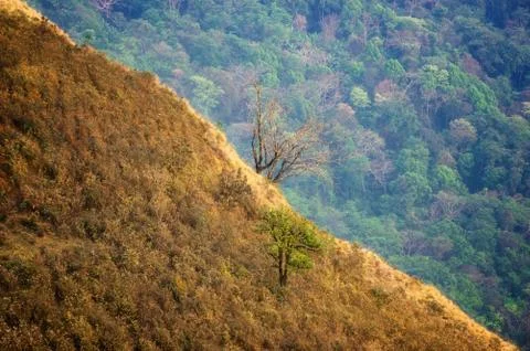 Dead or alive tree. Foto stock