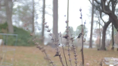 Dead Oregano Blowing in the Wind Stock Footage 50445105