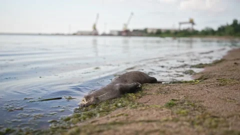 Dead otter on beach with industrial background factory. Stock Footage 337554548