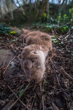 Dead otter road kill Stock Photos