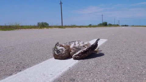 A dead owl on a country road Stock Footage 342109563