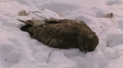 Dead owl. 库存影片 10787629