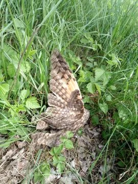 Dead owl. Found a dead owl in grass. Stock Photos