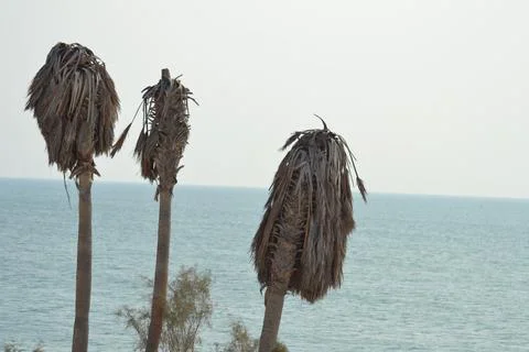 Dead palm tree with dry branches on Florida home backyard. Tree removal concept Stock Photos