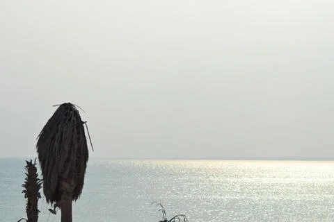 Dead palm tree with dry branches on Florida home backyard. Tree removal concept Fotos Stock