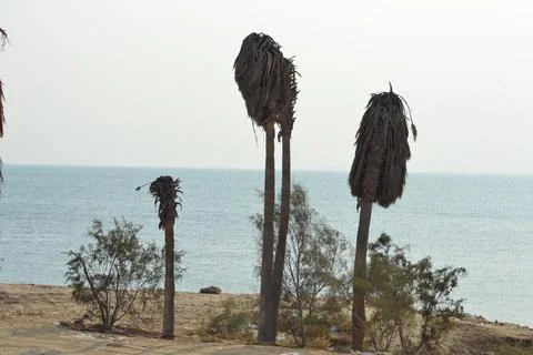 Dead palm tree with dry branches on Florida home backyard. Tree removal concept Stock Photos