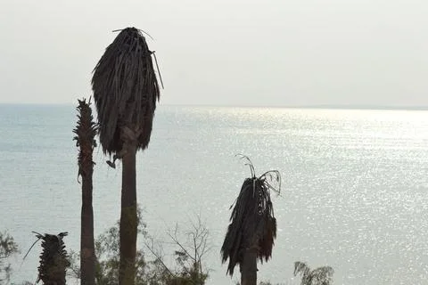 Dead palm tree with dry branches on Florida home backyard. Tree removal concept Stock Photos