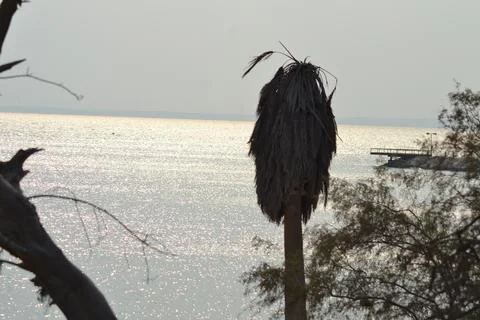 Dead palm tree with dry branches on Florida home backyard. Tree removal concept Foto stock