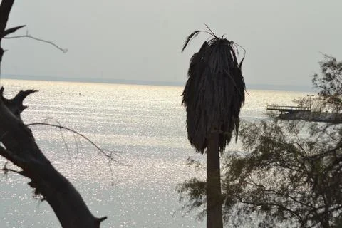 Dead palm tree with dry branches on Florida home backyard. Tree removal concept Stock Photos