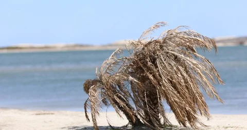 Dead Palm Tree Stockbeeldmateriaal 127645514