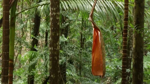 Dead palm tree leaf hanging in rainforest Stock Footage 71357068